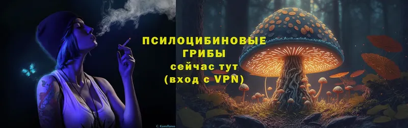 Галлюциногенные грибы Cubensis Андреаполь